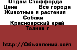 Отдам Стаффорда › Цена ­ 2 000 - Все города Животные и растения » Собаки   . Красноярский край,Талнах г.